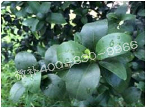 柑橘春梢弱，難抽發，到底是什么原因？