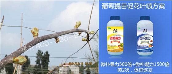 獼猴桃萌芽期如何施肥，才能促進(jìn)萌芽齊、萌芽壯？