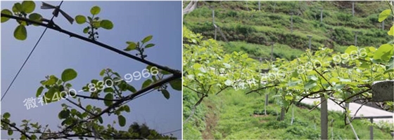 獼猴桃萌芽期如何施肥，才能促進(jìn)萌芽齊、萌芽壯？