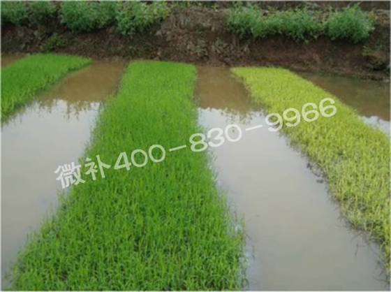 水稻黃秧、爛秧怎么辦？