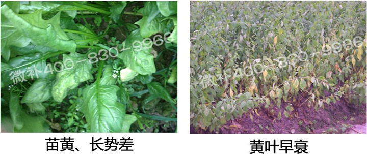 2、苗期后期.jpg