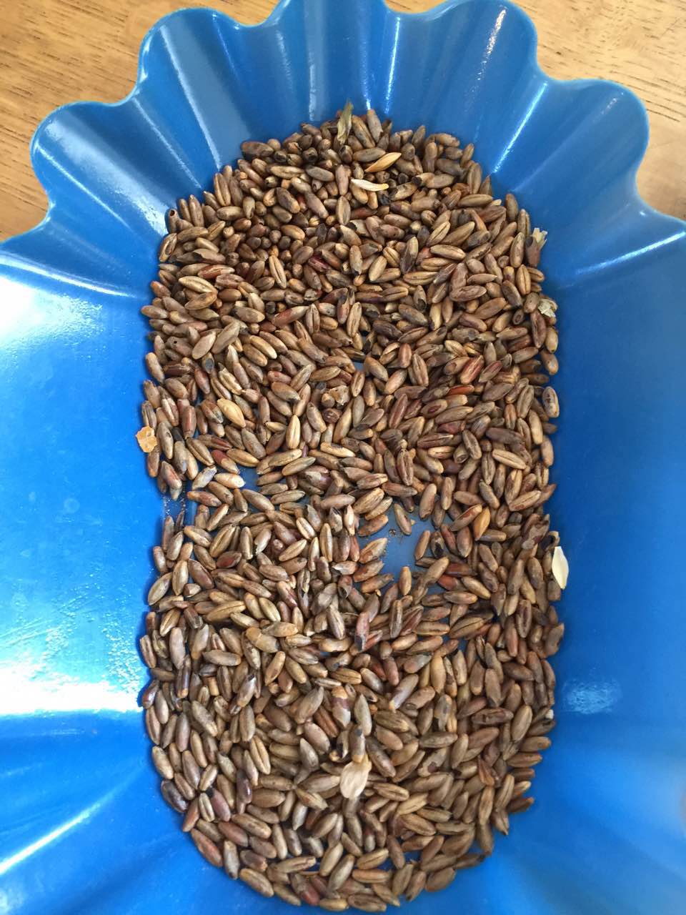 余教授德國鄉村行：我在德國為什么不會點啤酒了？