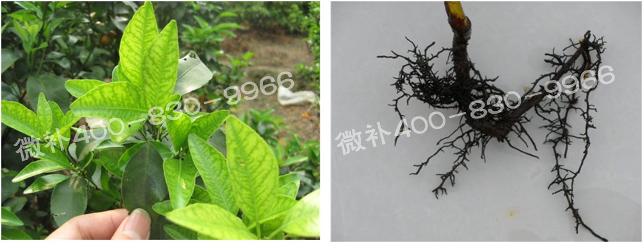 微補由國際植物營養專家領銜的微肥企業,40年微肥經驗,針對80多種農作物,有100多個微肥產品,涵蓋葉面肥,沖施肥,水溶肥等.咨詢熱線:400-830-9966微補系列微肥,質量好,肥效高,見效快,后勁大,無公害.