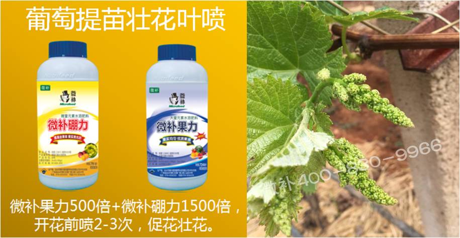 葡萄萌芽期如何預防倒春寒？
