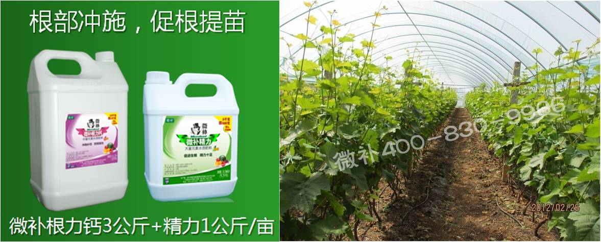 葡萄萌芽期如何預防倒春寒？