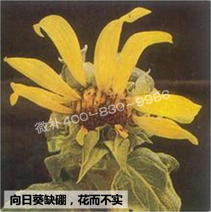 大田作物缺硼，就用高生物活性海藻液體硼，補(bǔ)硼更有效！