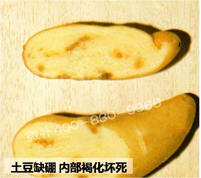大田作物缺硼，就用高生物活性海藻液體硼，補(bǔ)硼更有效！