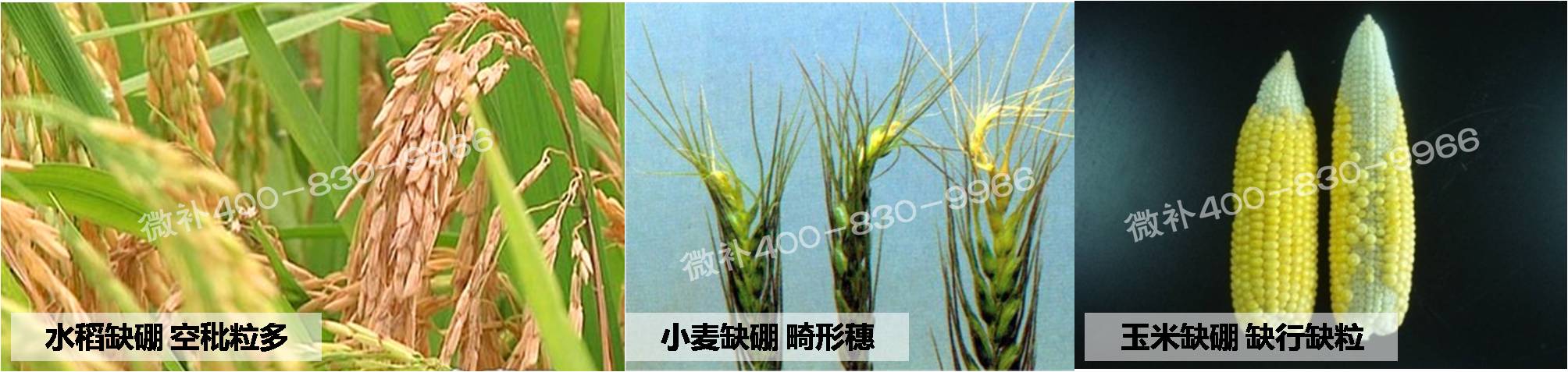 大田作物缺硼，就用高生物活性海藻液體硼，補(bǔ)硼更有效！