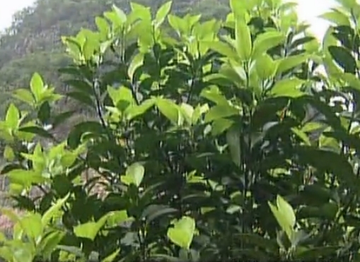柑橘淋沖微補鈣肥，促根預防黃樹，樹壯保果品質好
