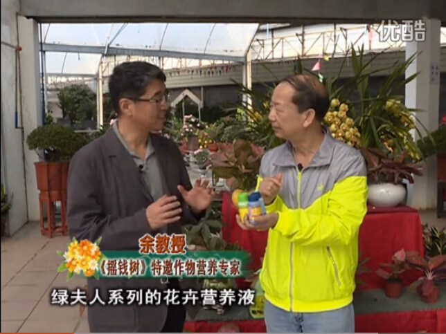 20160111珠江臺搖錢樹：家庭盆栽花卉黃葉又難養？用綠夫人，枝繁葉茂、花多花艷