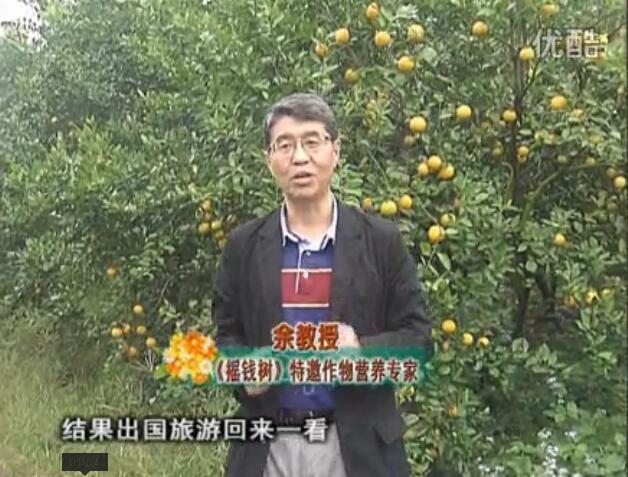 20160111珠江臺搖錢樹：貢柑大場樹弱黃葉，今年樹勢大翻身果靚還高價！