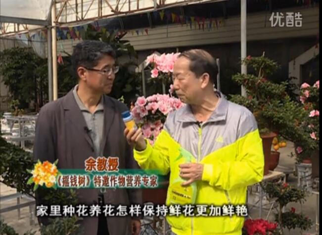 20160118珠江臺搖錢樹：家庭花卉用綠夫人600度鮮花營養液，花開鮮艷、花期長