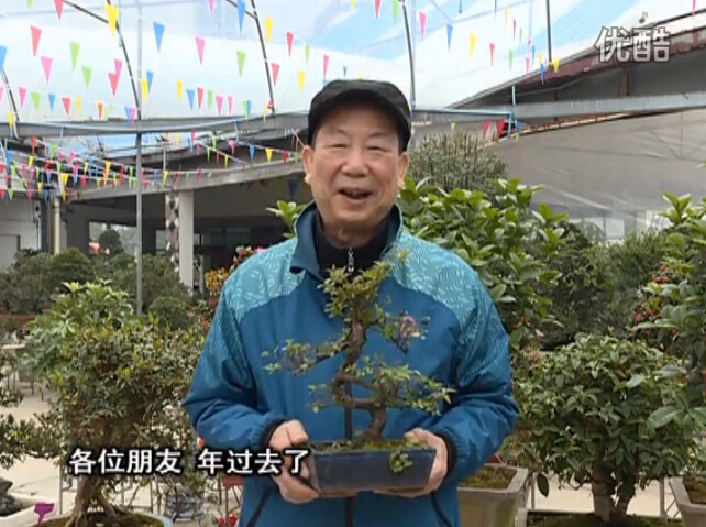 20160229珠江臺搖錢樹：盆景換盆養護，用綠夫人營養液恢復生機