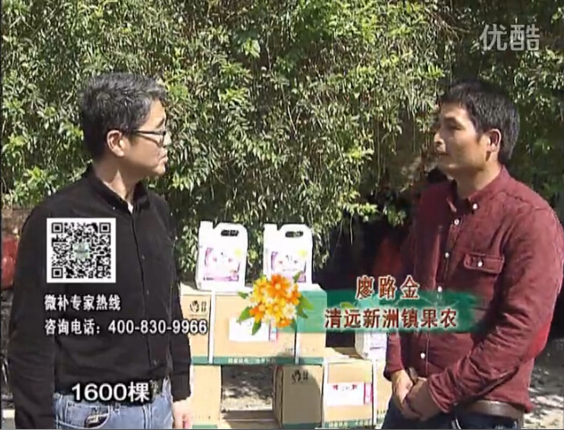 20160314珠江臺(tái)搖錢(qián)樹(shù)：柑橘用微補(bǔ)方案，保樹(shù)有收益
