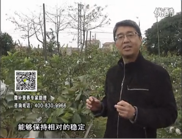 20160328珠江臺搖錢樹：番石榴淋沖微補根力鈣+微補精力，凍后恢復長勢、促進開花坐果
