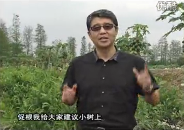 20160509珠江臺(tái)搖錢(qián)樹(shù)：柑橘淋微補(bǔ)根力鈣+精力，噴微補(bǔ)葉面肥，保樹(shù)分果好