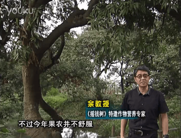 20160523珠江臺搖錢樹：荔枝龍眼用微補方案，膨果好、果硬有品質，保樹綠