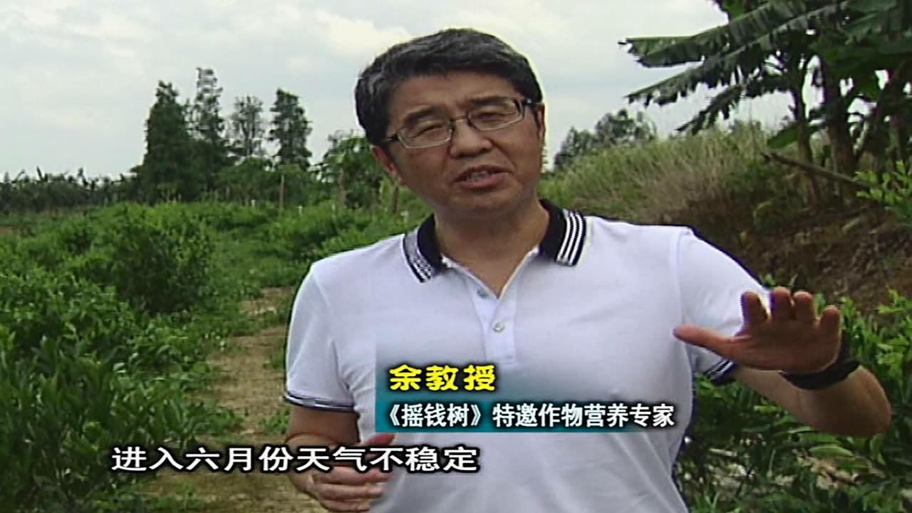 20160613珠江臺(tái)搖錢(qián)樹(shù)：柑橘?lài)娢⒀a(bǔ)蓋力、淋根力鈣，補(bǔ)鈣減少裂果、太陽(yáng)果、果更硬