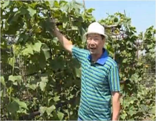 20160620珠江臺搖錢樹：天臺蔬菜用綠夫人營養液，開花坐果好