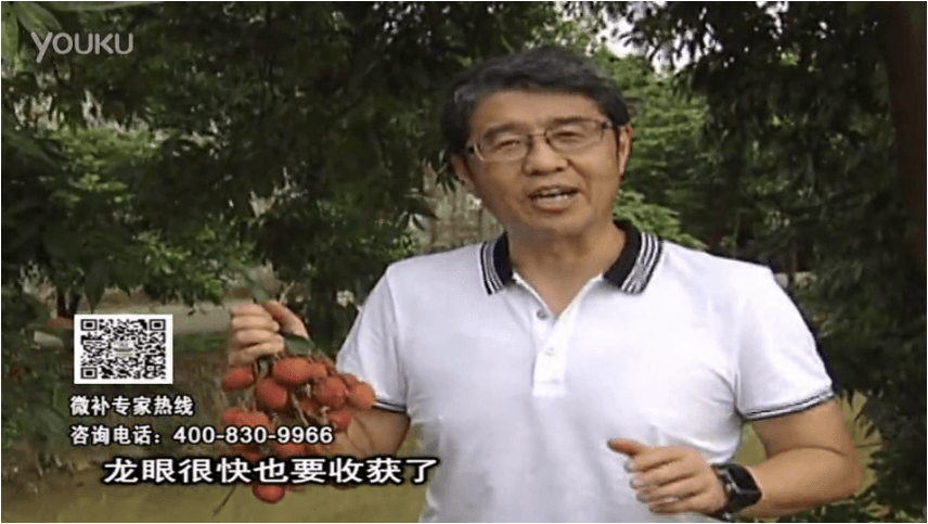 20160627珠江臺搖錢樹：荔枝轉色葉噴微補紅果力+蓋力，補充磷鉀鈣，著色增甜果硬