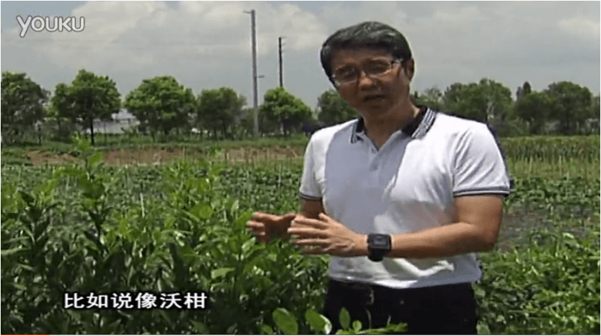 20160627珠江臺(tái)搖錢(qián)樹(shù)：柑橘減少黃葉花葉，淋微補(bǔ)根力鈣+沖力鎂、噴微補(bǔ)碧力