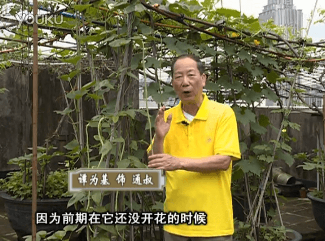 20160627珠江臺搖錢樹：天臺豆角用綠夫人528營養液，開花好結豆期長