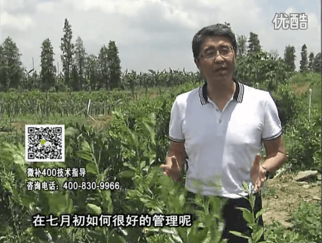 20160704珠江臺(tái)搖錢(qián)樹(shù)：柑橘淋微補(bǔ)根力鈣+沖力鎂+全力，秋梢整齊健壯、梢果同長(zhǎng)