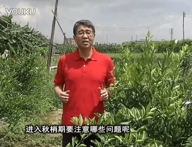 20160711珠江臺(tái)搖錢(qián)樹(shù)：預(yù)防柑橘秋梢發(fā)黃、不轉(zhuǎn)綠，用微補(bǔ)秋梢肥方案
