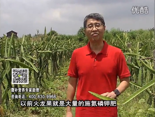 20160711珠江臺搖錢樹：火龍果用微補方案，開花坐果好，果實膨大品質高