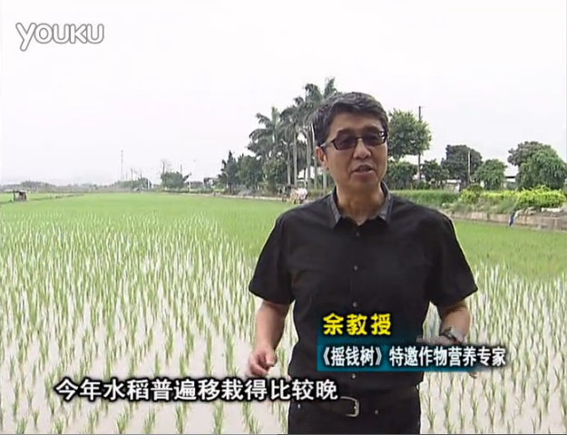 20160530珠江臺搖錢樹：水稻撒微補倍力、噴苗力，返青分蘗好，產量高