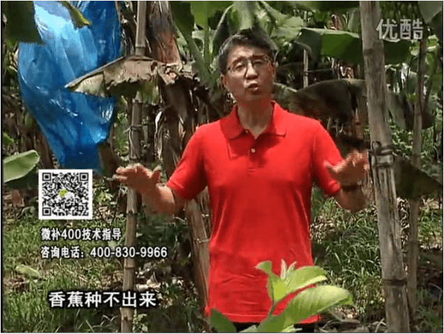 20160725珠江臺搖錢樹：香蕉用微補方案，調酸防黃化、膨果壯蕉好