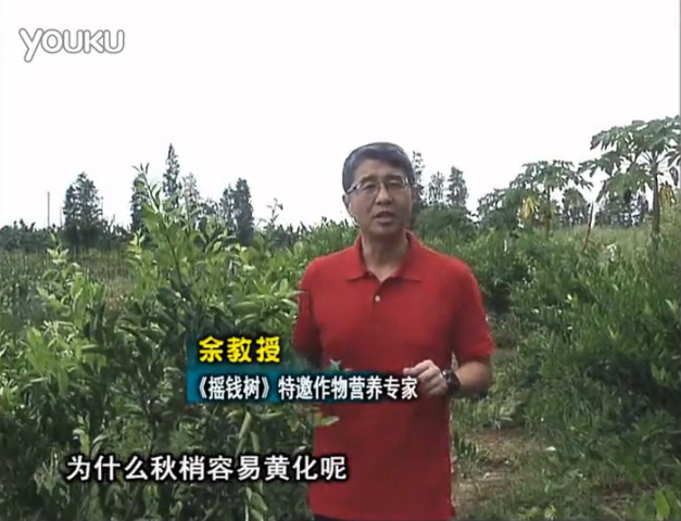 20160725珠江臺(tái)搖錢(qián)樹(shù)：柑橘淋微補(bǔ)調(diào)力，調(diào)酸預(yù)防秋梢黃化、促進(jìn)果實(shí)膨大