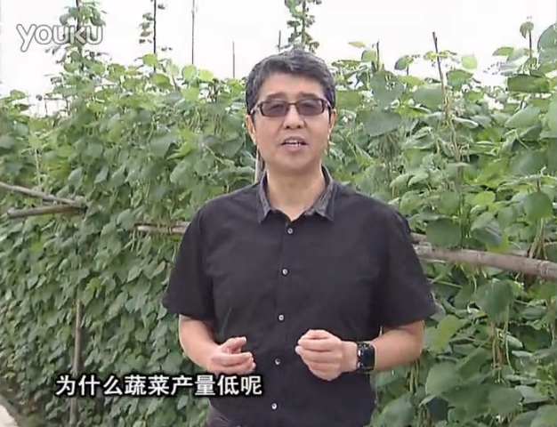 20160502珠江臺搖錢樹：雨水天多蔬菜漚根沒產怎么辦？撒微補倍力，噴花力+果力，提高坐果產量