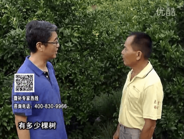 20160801珠江臺(tái)搖錢(qián)樹(shù)：柑橘連續(xù)7年用微補(bǔ)方案，保樹(shù)青綠每年增產(chǎn)30%