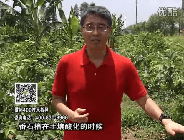 20160808珠江臺搖錢樹：番石榴用微補方案，保葉膨果、增產品質高