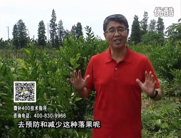 20160808珠江臺(tái)搖錢(qián)樹(shù)：柑橘?lài)娢⒀a(bǔ)碧力+壯力或蓋力，預(yù)防減少缺鎂落果，果硬膨大好