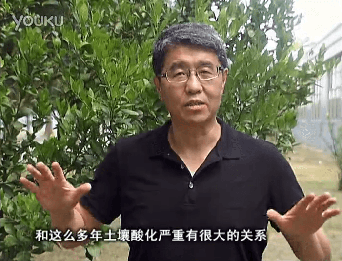 20160905珠江臺(tái)搖錢(qián)樹(shù)：柑橘秋風(fēng)一吹就黃，調(diào)酸淋沖微補(bǔ)調(diào)力是關(guān)鍵，同時(shí)保樹(shù)膨果