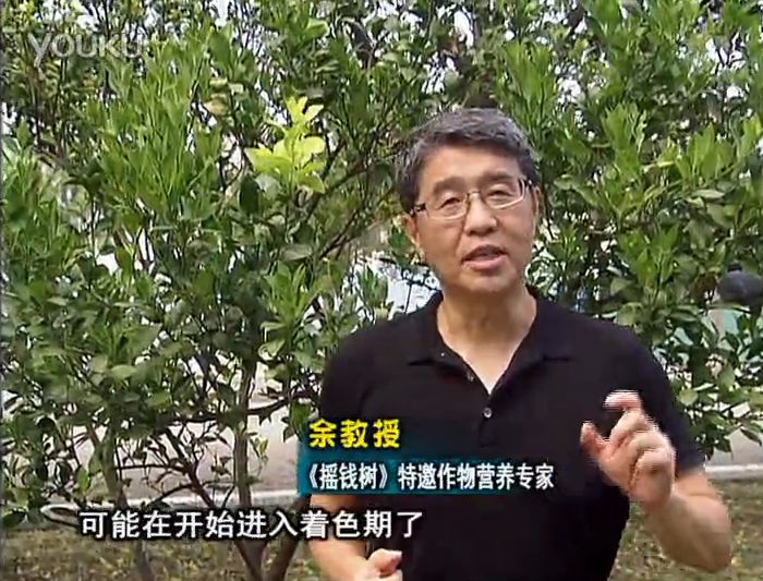 20160912珠江臺(tái)搖錢(qián)樹(shù)：柑橘用微補(bǔ)方案，果實(shí)著色好，提前促花、預(yù)防落果