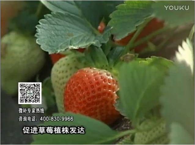 20161219珠江臺搖錢樹：草莓如何壯長、果大品質(zhì)高？
