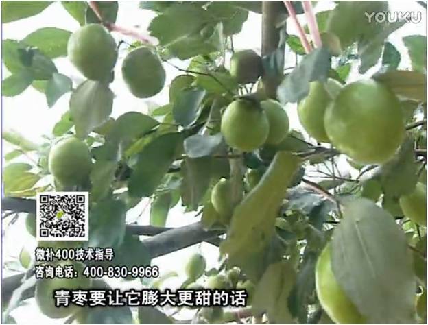 20161226珠江臺搖錢樹：青棗用微補(bǔ)方案，健壯長勢，提高來花坐果