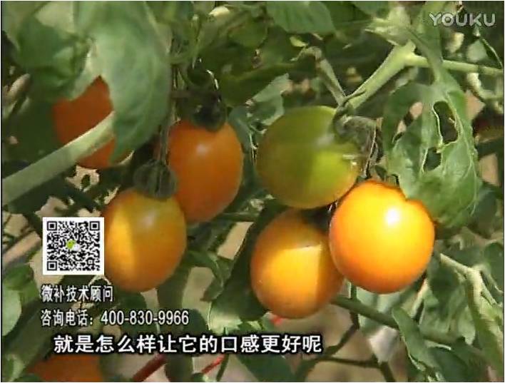 20170102珠江臺搖錢樹：番茄臍腐病、裂果、抗凍如何做？澆施微補根力鈣+精力，葉噴微補葉面肥