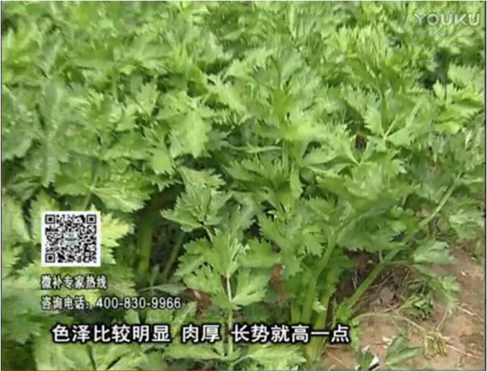 20170109珠江臺搖錢樹：葉菜如何種？長勢好又高產！