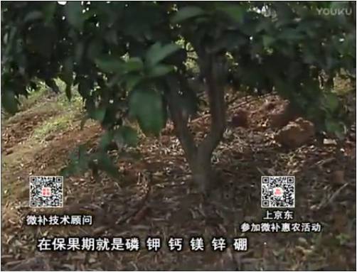 20170417珠江臺(tái)搖錢(qián)樹(shù)：柑橘噴施微補(bǔ)果力+硼力+精華粉，保果好，果青綠