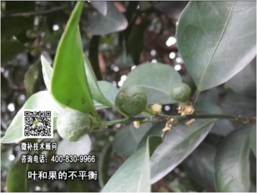 20170501珠江臺(tái)搖錢(qián)樹(shù)：柑橘噴施微補(bǔ)果力+碧力、淋根力鈣+沖力鎂，穩(wěn)果少落果，促根壯長(zhǎng)勢(shì)