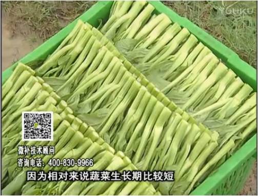 20170306珠江臺搖錢樹：蔬菜澆施微補根力鈣+精力，提高蔬菜長勢，減少病害，提高收益